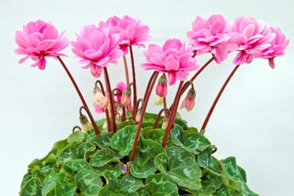 Hạt giống hoa anh thảo