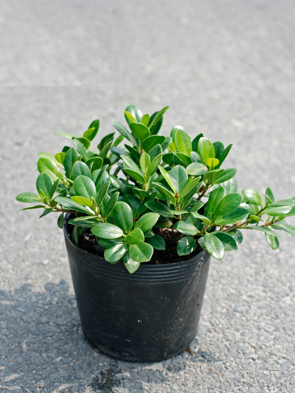 Cây da Nhật bonsai đẹp