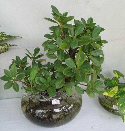 Cây da Nhật bonsai đẹp