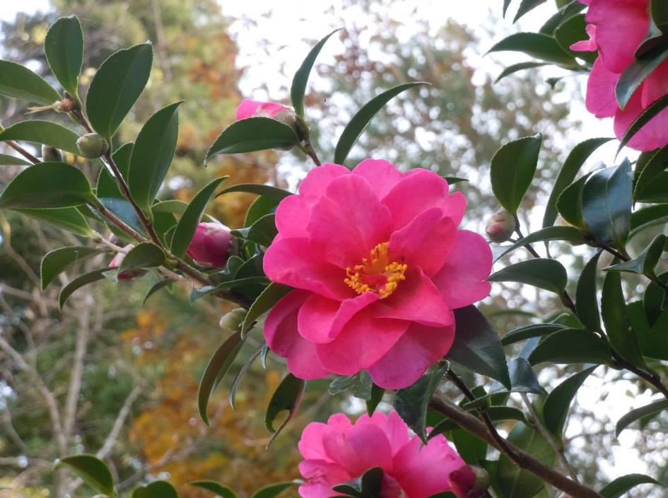 Đôi nét về các loại hoa trà đẹp