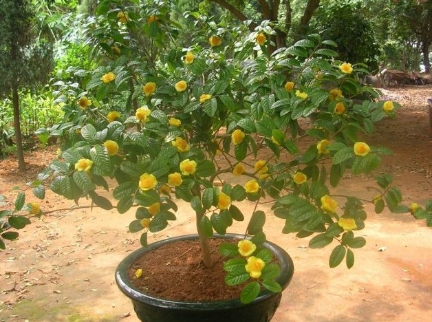 Đôi nét về các loại hoa trà đẹp