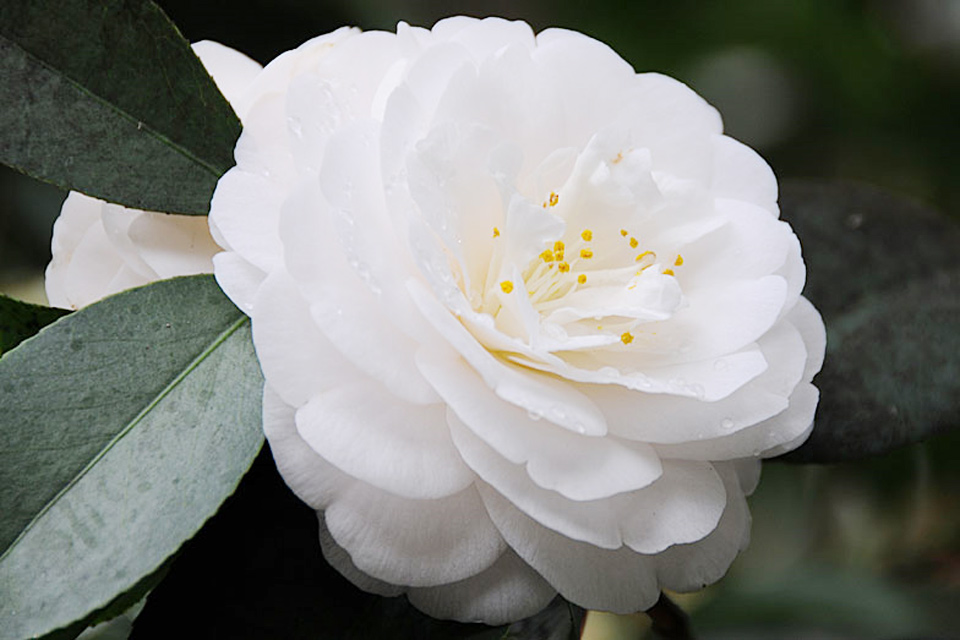 Đôi nét về các loại hoa trà đẹp