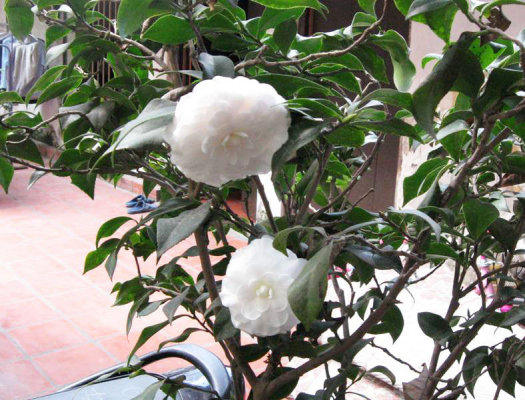 Đôi nét về các loại hoa trà đẹp