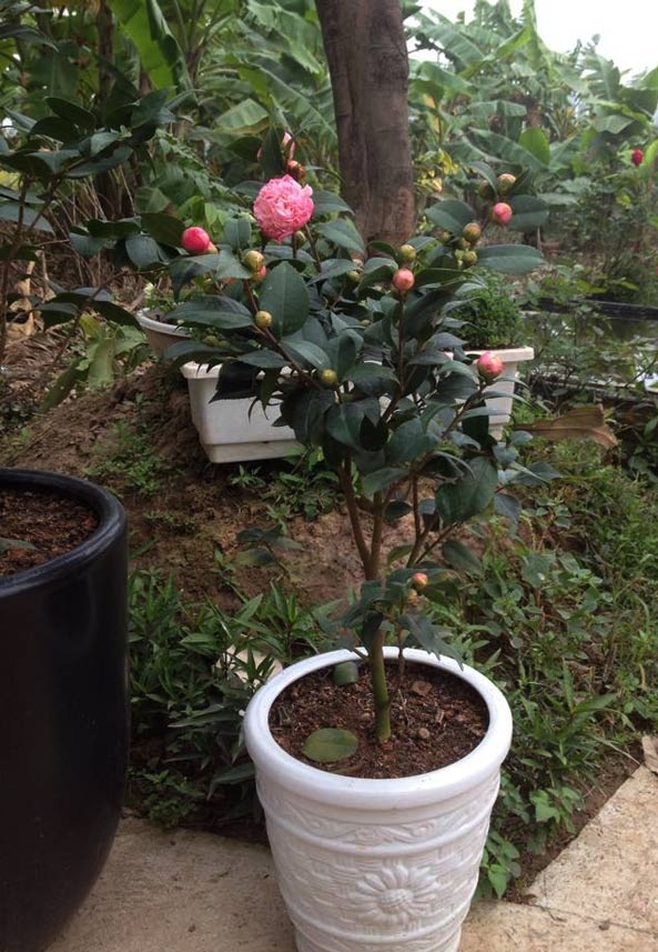 Đôi nét về các loại hoa trà đẹp