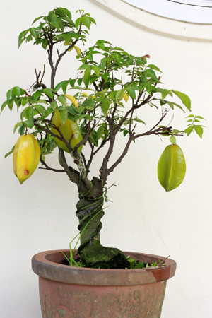 Cây khế kiểng mini đẹp