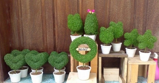 Quà noel độc đáo cây may mắn giáng sinh