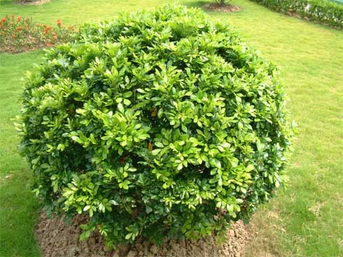 Ý nghĩa và công dụng của cây ngâu