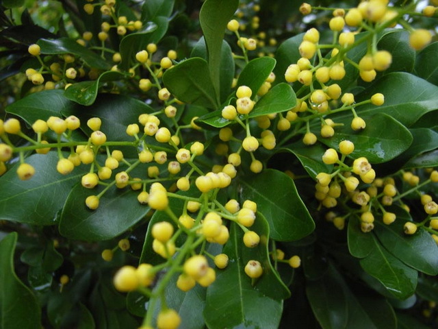 Ý nghĩa và công dụng của cây ngâu