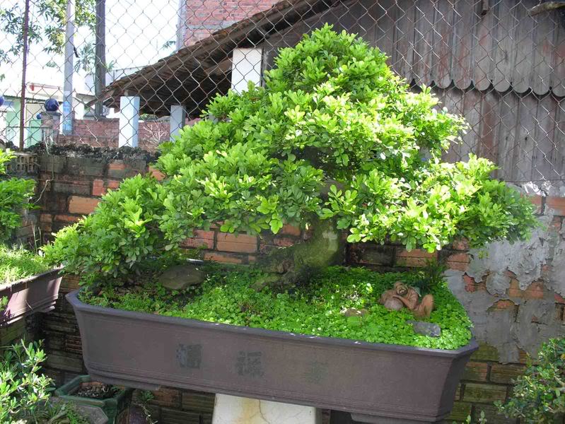 Ý nghĩa và công dụng của cây ngâu