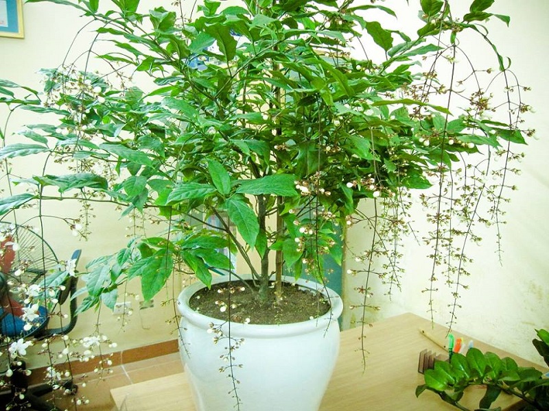 Ngọc dạ minh châu rước lộc vào nhà