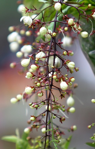 Ngọc dạ minh châu rước lộc vào nhà