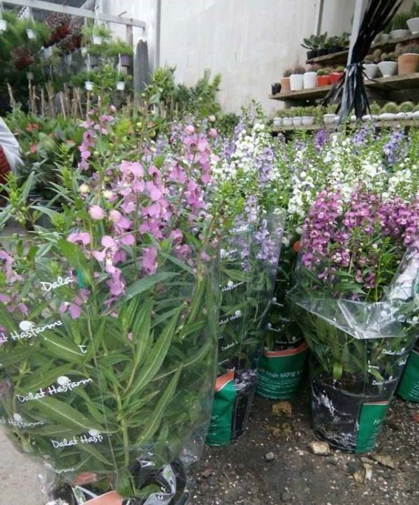 Cây hoa ngọc hân