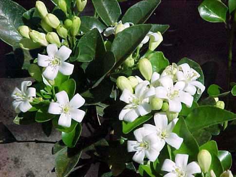 Cây nguyệt quế - Cây của sự chiến thắng