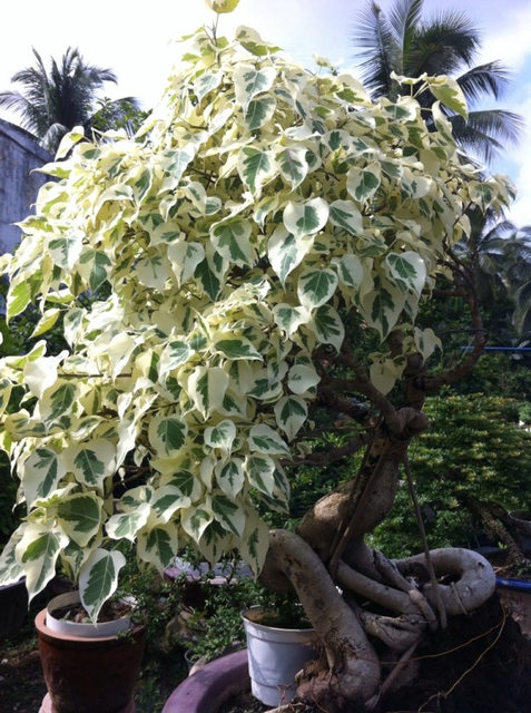 Cách trồng và chăm sóc cây si cẩm thạch