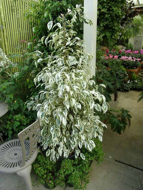 Cách trồng và chăm sóc cây si cẩm thạch