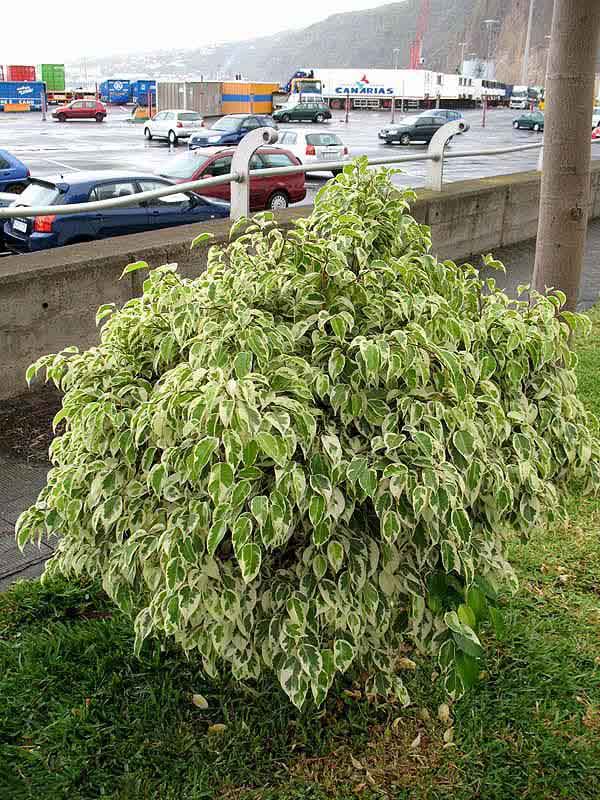 Cách trồng và chăm sóc cây si cẩm thạch