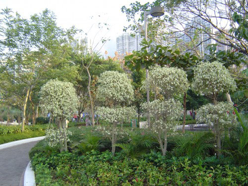 Cách trồng và chăm sóc cây si cẩm thạch