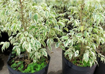 Cách trồng và chăm sóc cây si cẩm thạch