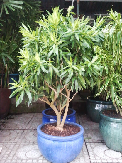 cay-truc-bach-hop-dep