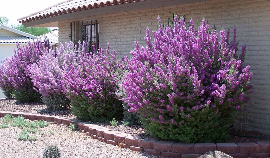 Hoa tuyết sơn phi hồng - Hoa lạ cho cảnh quan thêm đẹp