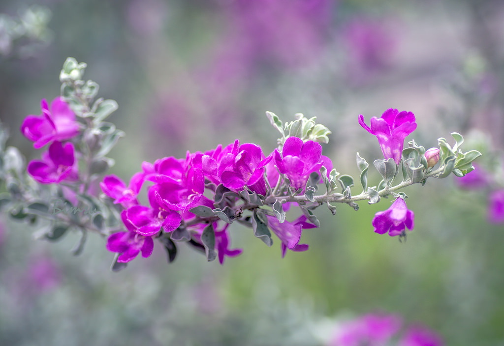 Hoa tuyết sơn phi hồng - Hoa lạ cho cảnh quan thêm đẹp