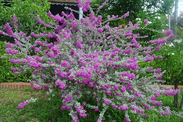 Hoa tuyết sơn phi hồng - Hoa lạ cho cảnh quan thêm đẹp