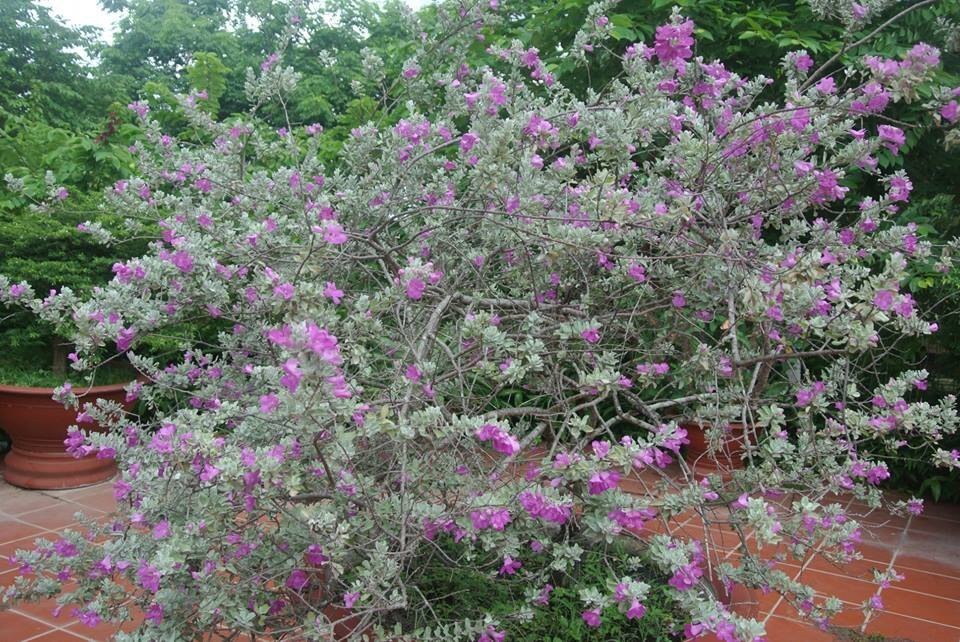 Hoa tuyết sơn phi hồng - Hoa lạ cho cảnh quan thêm đẹp