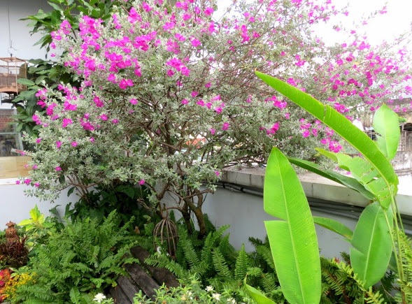 Hoa tuyết sơn phi hồng - Hoa lạ cho cảnh quan thêm đẹp