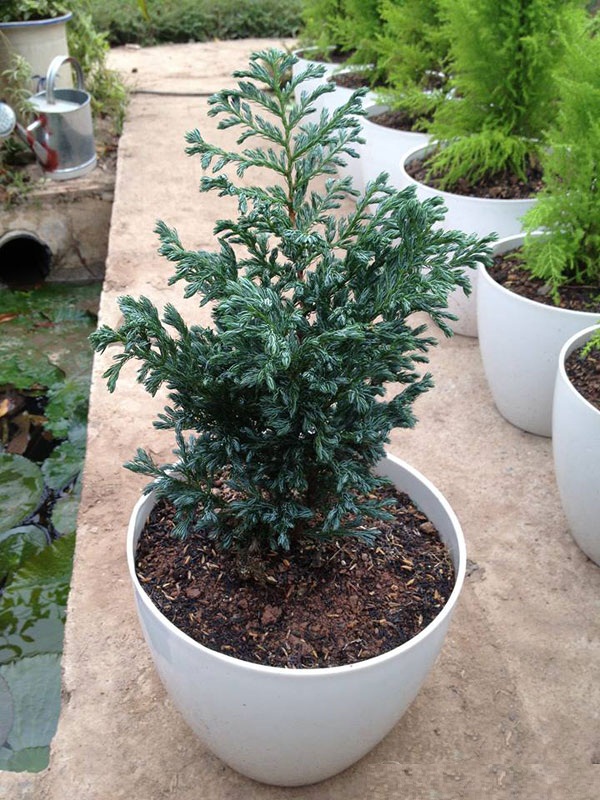 Cây tùng tuyết để bàn đẹp