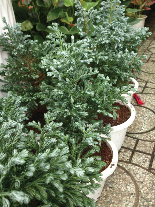 Cây tùng tuyết để bàn đẹp