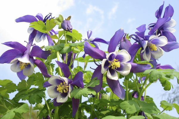 Hạt giống hoa cỏ bồ câu