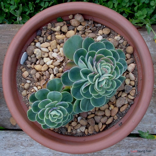 Đặc điểm đất trồng xương rồng và sen đá