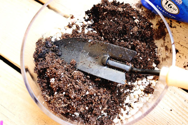 Đặc điểm đất trồng xương rồng và sen đá