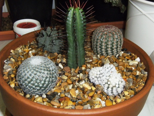 Đặc điểm đất trồng xương rồng và sen đá