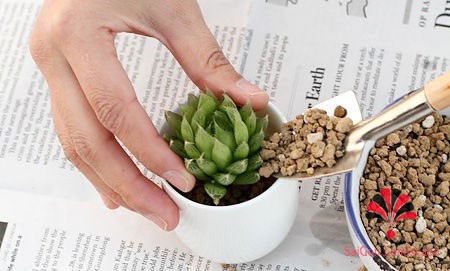 Đặc điểm đất trồng xương rồng và sen đá