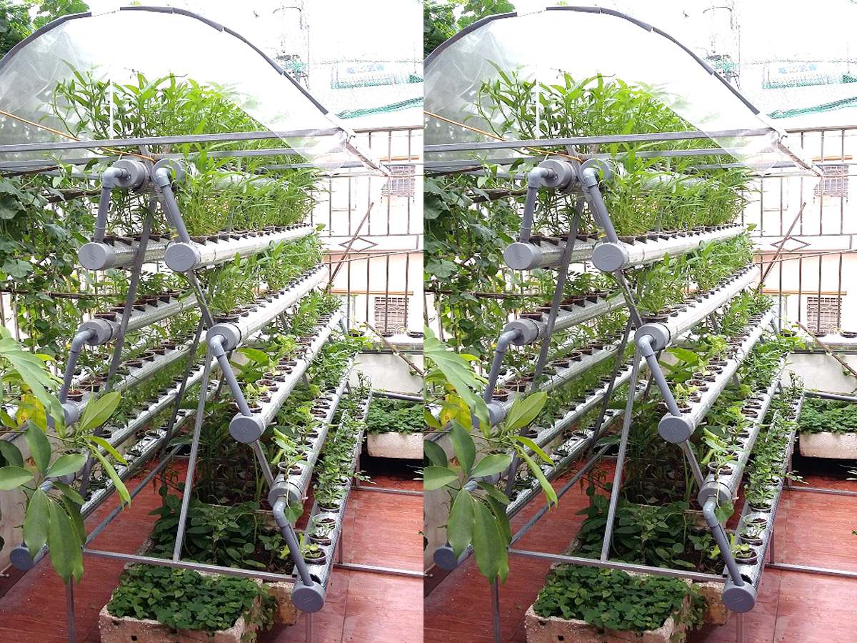 Kiến thức dùng dung dịch thủy canh để trồng cây