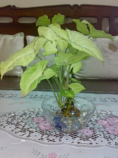 Kiến thức dùng dung dịch thủy canh để trồng cây