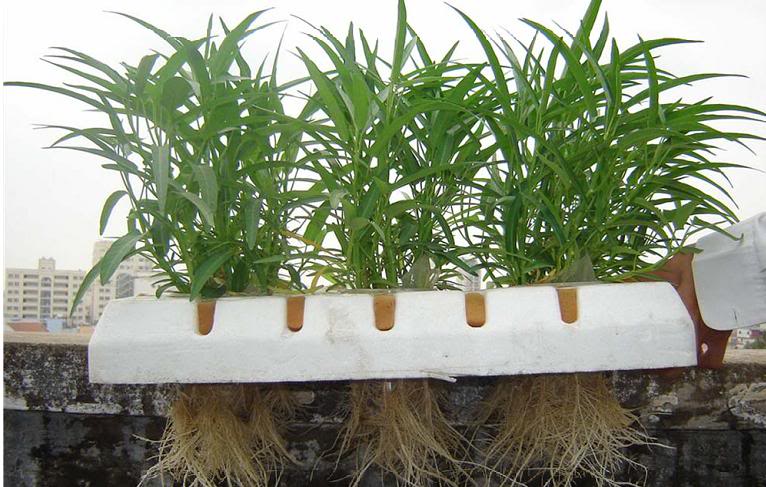 Kiến thức dùng dung dịch thủy canh để trồng cây