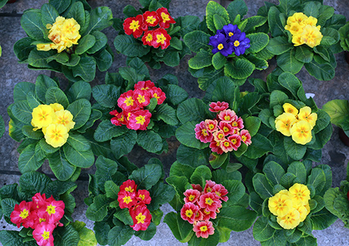 Cây hoa báo xuân - Loài hoa đẹp đón xuân sang