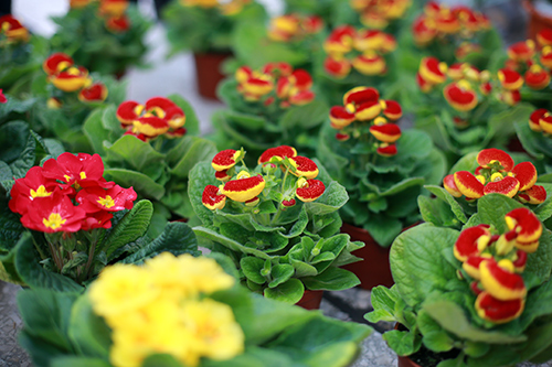 Cây hoa báo xuân - Loài hoa đẹp đón xuân sang