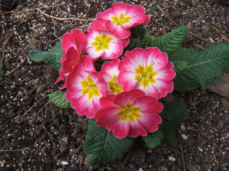 Cây hoa báo xuân - Loài hoa đẹp đón xuân sang