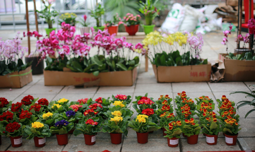 Cây hoa báo xuân - Loài hoa đẹp đón xuân sang