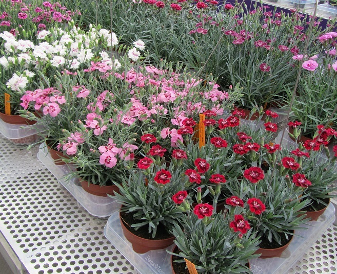 Hoa cẩm chướng - Hoa đẹp vạn người mê