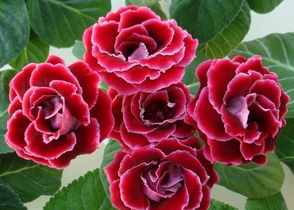 Hoa đẹp làm quà tặng giáng sinh 2016