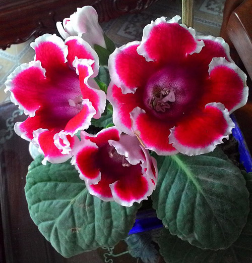 Hoa đẹp làm quà tặng giáng sinh 2016