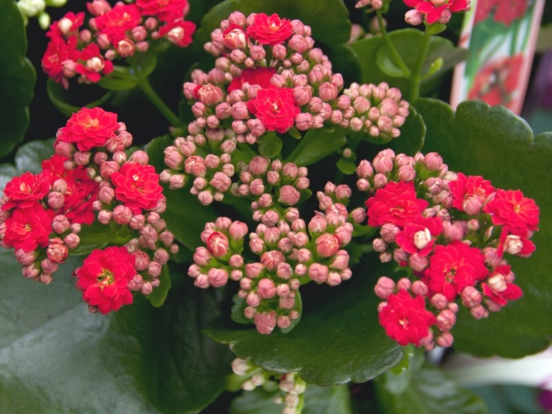 Hoa đẹp làm quà tặng giáng sinh 2016