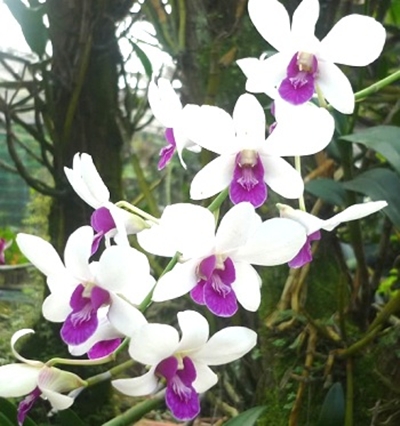 Cây hoa lan dendro chậu treo đẹp