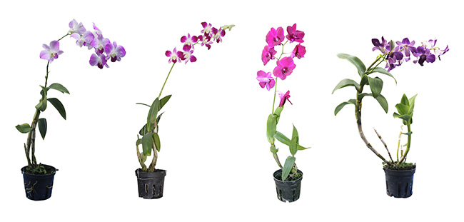 Cây hoa lan dendro chậu treo đẹp