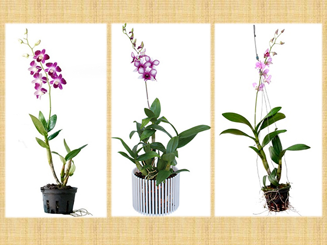 Cây hoa lan dendro chậu treo đẹp