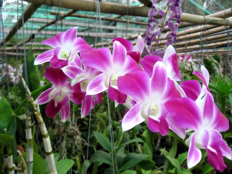 Cây hoa lan dendro chậu treo đẹp